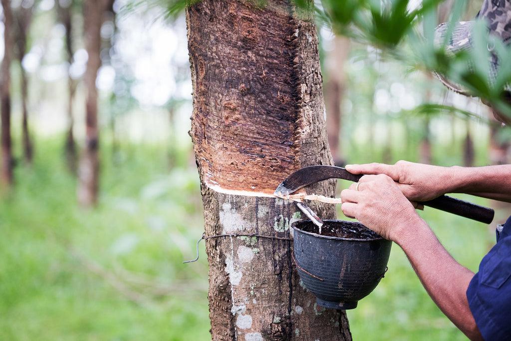 farmer tapping natural latex from rubber tree